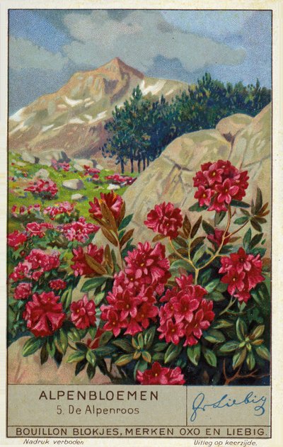 Alpenrose (Rhododendron ferrugineum) (chromolitho) af European School