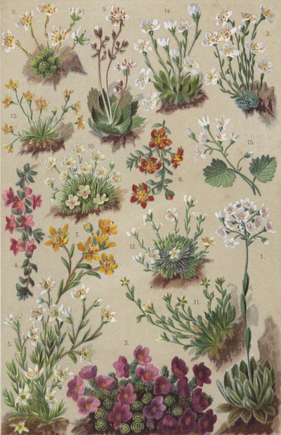 Alpeflora (chromolitho) af European School
