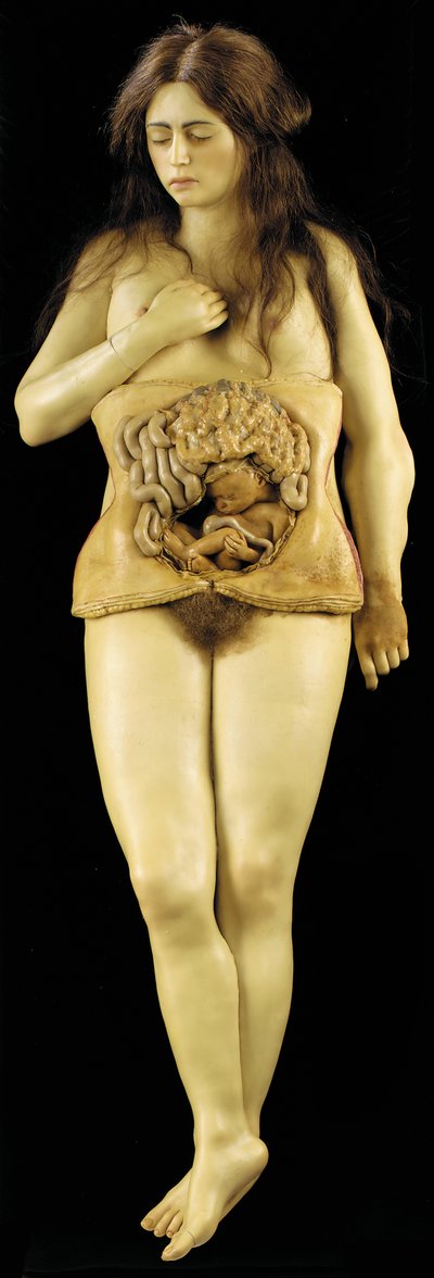 Anatomical model of an ovarian pregnancydani af European School