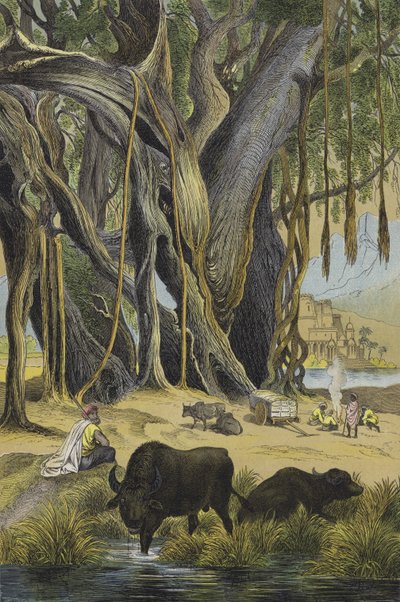 Dyr og planter i Indien (farve litho) af European School
