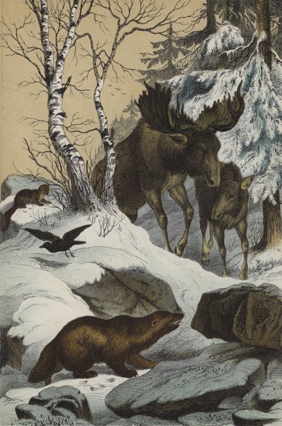 Dyr og planter i Lapland (farve litho) af European School