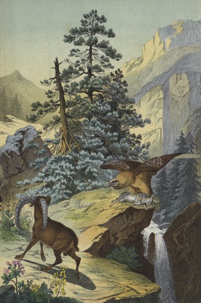 Dyr og planter i Alperne (farve litho) af European School