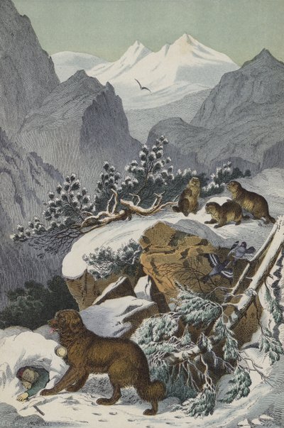 Dyr og planter i Alperne (farve litho) af European School