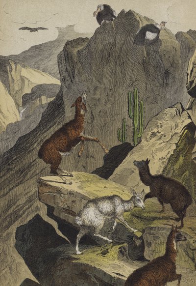 Dyr og planter i Andesbjergene (farve litho) af European School