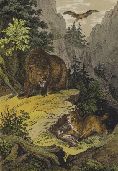 Dyr og planter i de nordamerikanske Rocky Mountains (farvelitografi) af European School