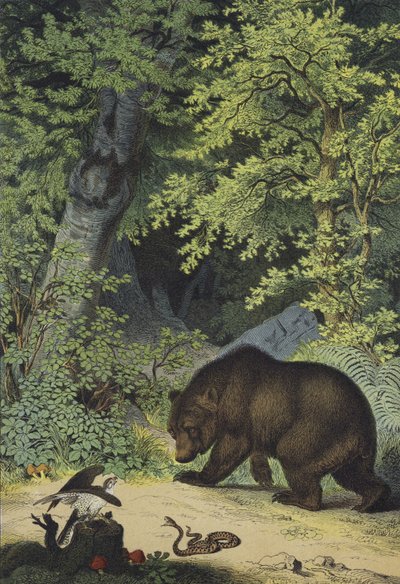 Dyr og planter i Centraleuropas grønne skove (farve litho) af European School