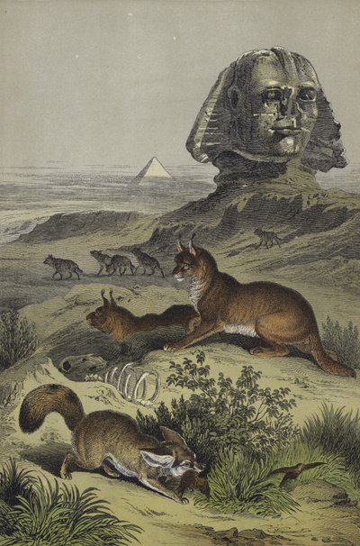 Dyr i Egypten (farve litho) af European School
