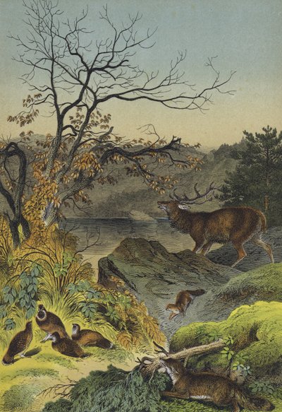 Dyr fra Sibirien (farve litho) af European School