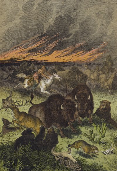 Dyr fra de nordamerikanske prærier (farve litho) af European School