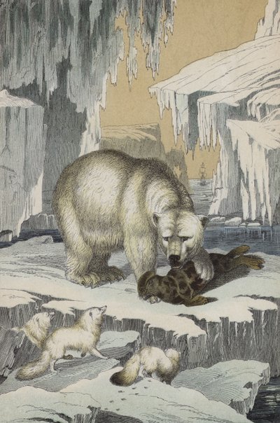 Dyr fra Nordpolen (farve litho) af European School