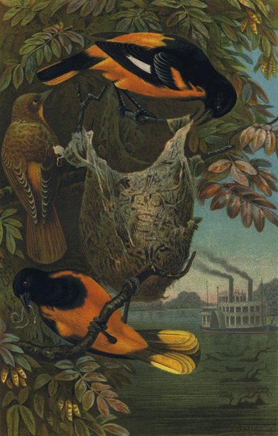 Baltimorevogel af European School