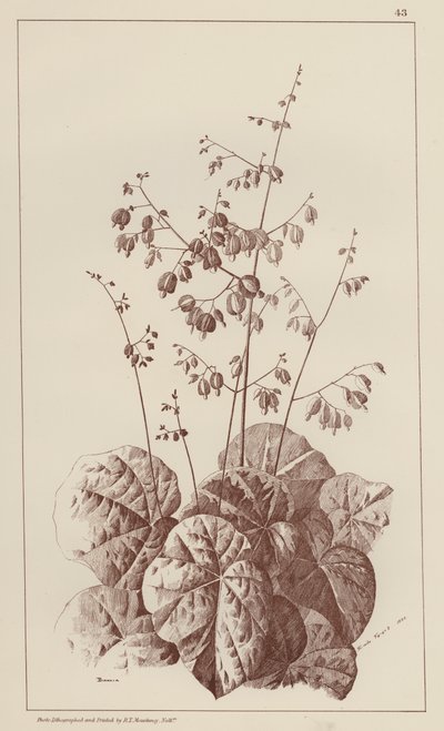 Bigonia (medlemmer) af European School