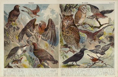 Rovfugle (chromolitho) af European School