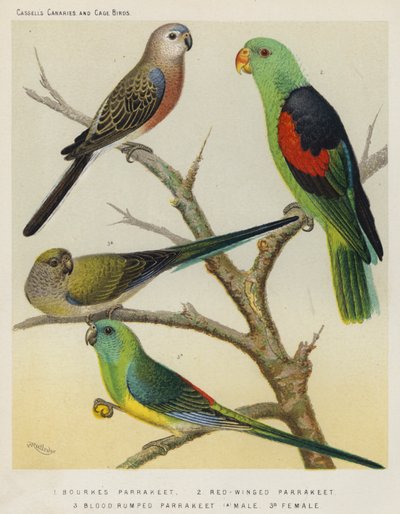 Bourkes Parrakeet, Rødvinget Parrakeet, Blodrumped Parrakeet, Han, Hun (farve litho) af European School