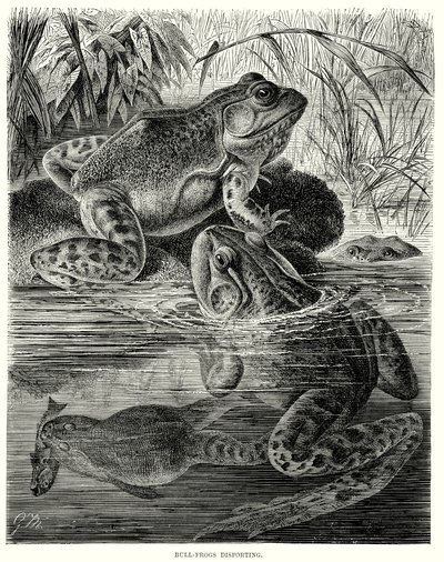 Tyrefrosker i gang med at forlyste sig (kobberstik) af European School