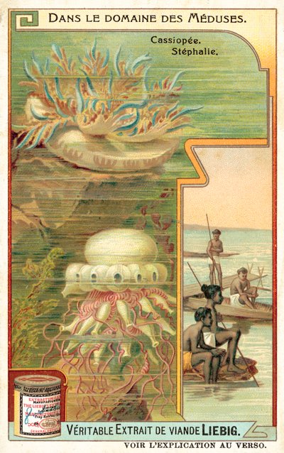 Cassiopeia og Stephalia (chromolitho) af European School