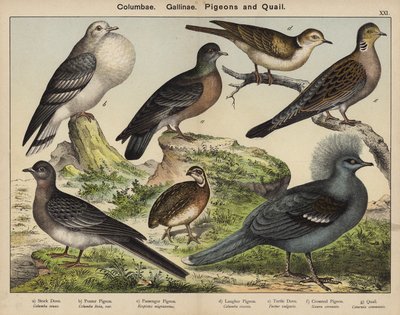 Columbae, Gallinae, duer og vagtler (farvelitografi) af European School