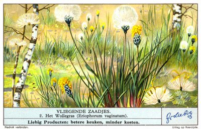 Bomuldsgræs (Eriophorum vaginatum) (chromolitho) af European School