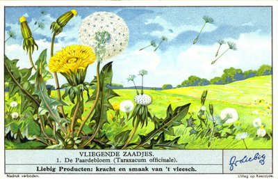 Mælkebøtte (Taraxacum officinale) (chromolitho) af European School