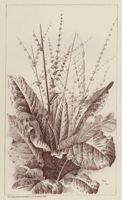 Dok, Rumex (litho) af European School