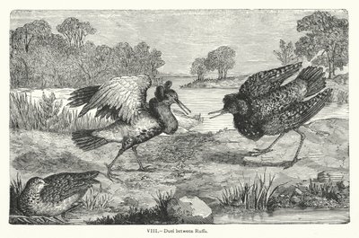 Duel mellem Ruffs (gravering) af European School