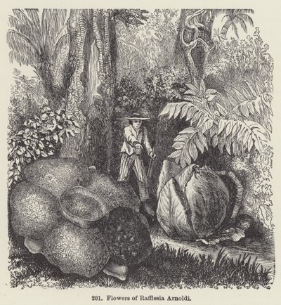 Blomster af Rafflesia Arnoldi (gravering) af European School