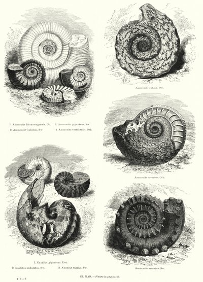 Fossiler af ammonitter og nautilus (litho) af European School