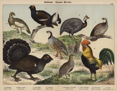 Gallinae, Vildtfugle af European School
