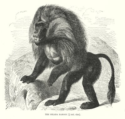 Gelada-bavian (gravering) af European School
