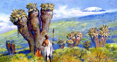 Kæmpe jordmandel, Kilimanjaro, Afrika af European School