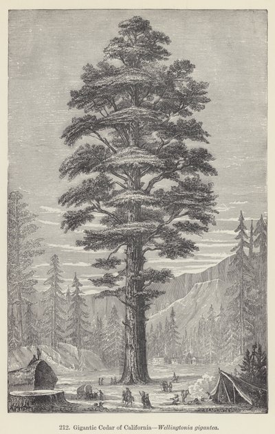 Gigantic Cedar of California, Wellingtonia gigantea (gravering) af European School