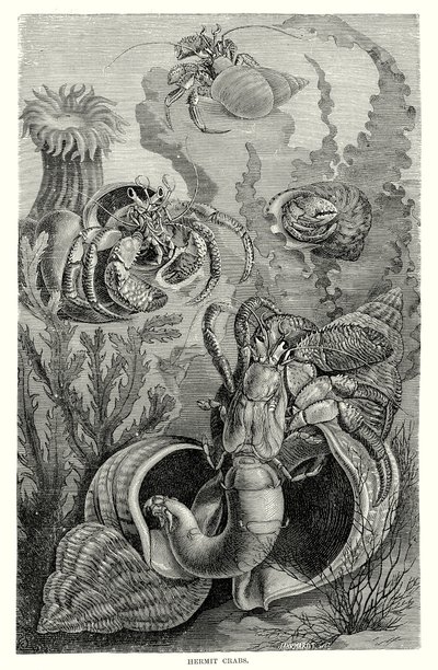 Eremitkrebs (gravering) af European School