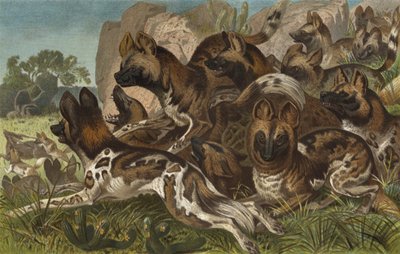 Hianenhund af European School