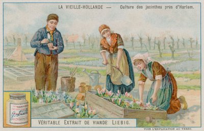 Hyacintafgrøde nær Haarlem af European School