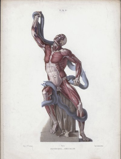 Illustration til The Anatomy of the External Forms of Man: Laocoon (farve litho) af European School
