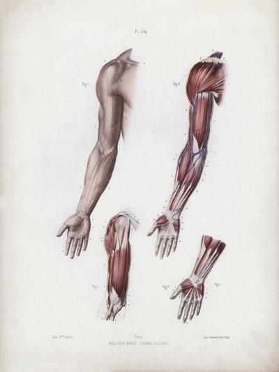 Illustration til The Anatomy of the External Forms of Man: Mandlige arme og hænder (farve litho) af European School