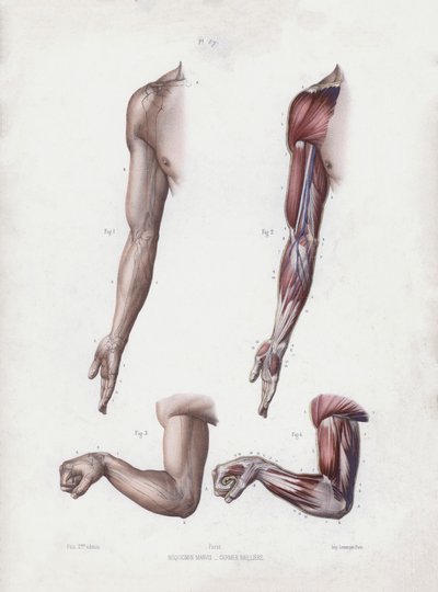 Illustration til The Anatomy of the External Forms of Man: Mandlige arme og hænder (farve litho) af European School