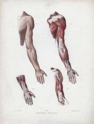 Illustration for The Anatomy of the External Forms of Man: Male arm and handsdani af European School