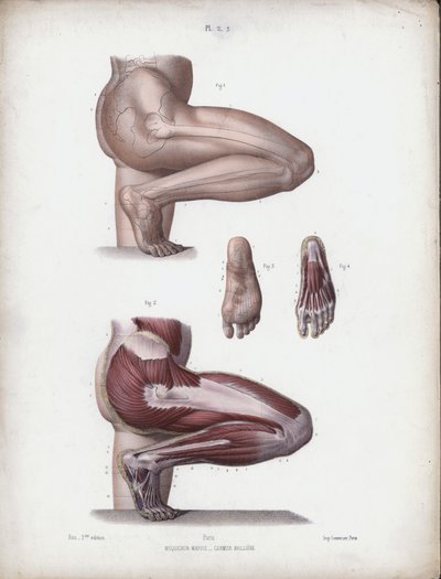 Illustration til The Anatomy of the External Forms of Man: Mandlige ben og fod (farve litho) af European School