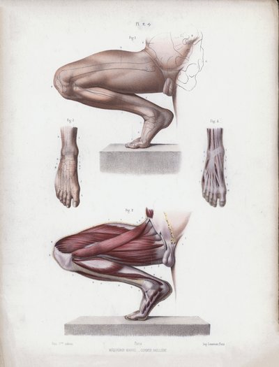 Illustration til The Anatomy of the External Forms of Man: Mandlige ben og fod af European School