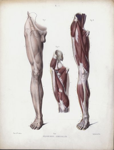 Illustration til The Anatomy of the External Forms of Man: Mandligt ben, set forfra (farve litho) af European School