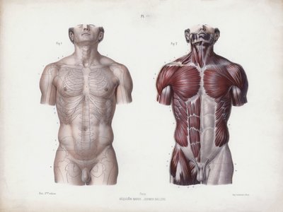 Illustration til The Anatomy of the External Forms of Man: Mandlig torso, set forfra (farve litho) af European School