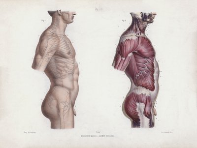 Illustration til The Anatomy of the External Forms of Man: Mandlig torso, set fra siden (farvelitografi) af European School