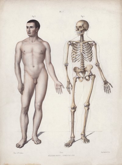 Illustration til The Anatomy of the External Forms of Man: Mand stående (farve litho) af European School