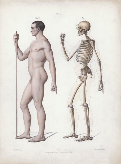 Illustration til The Anatomy of the External Forms of Man: Mand stående, set fra siden (farve litho) af European School