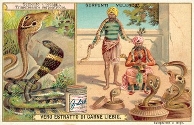 Indisk kobra og hugorm (chromolitho) af European School