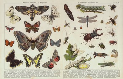 Insekter og andre hvirvelløse dyr (chromolitho) af European School
