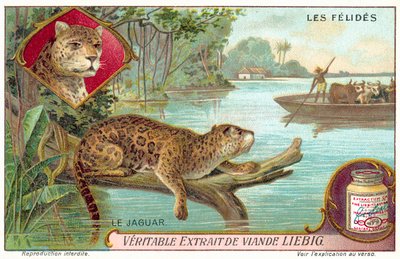 Jaguar (chromolitho) af European School