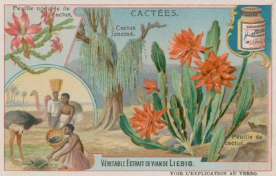Joncine Cactus af European School