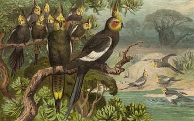 Keilschwanz-Kakadu, Corella af European School
